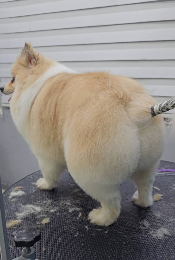 آرایشگر تخصصی حیوانات خانگی سگ و گربه عمو ارس در رشت