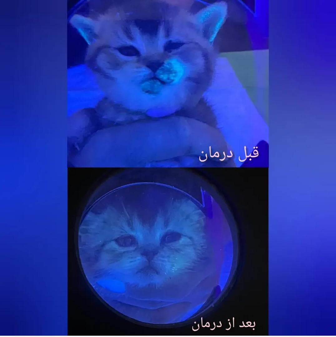 کلینیک دامپزشکی گرند وت در بلوار کسایی شیراز