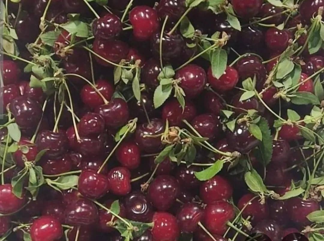 بار فروشی و حق العمل کاری بهاالدین فتحی در سنندج