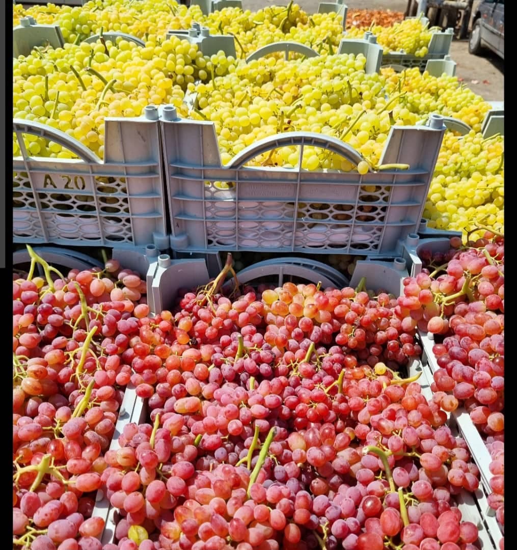 بار فروشی و حق العمل کاری بهاالدین فتحی در سنندج