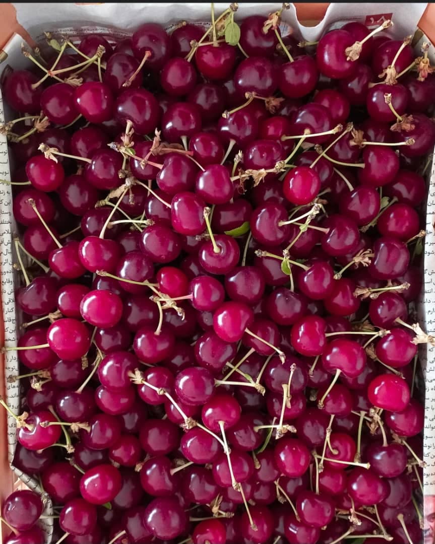 بار فروشی و حق العمل کاری بهاالدین فتحی در سنندج