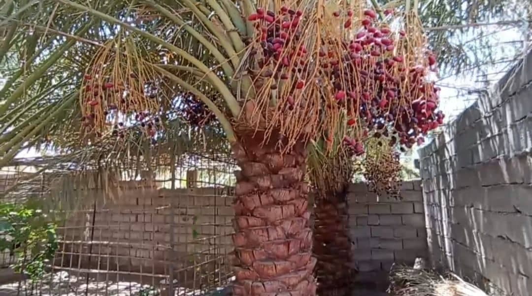 اقامتگاه بومگردی باشو در فهرج