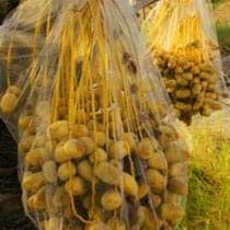 فروش و پخش توری خرما تک بافت مجنونپور در حاجی آباد