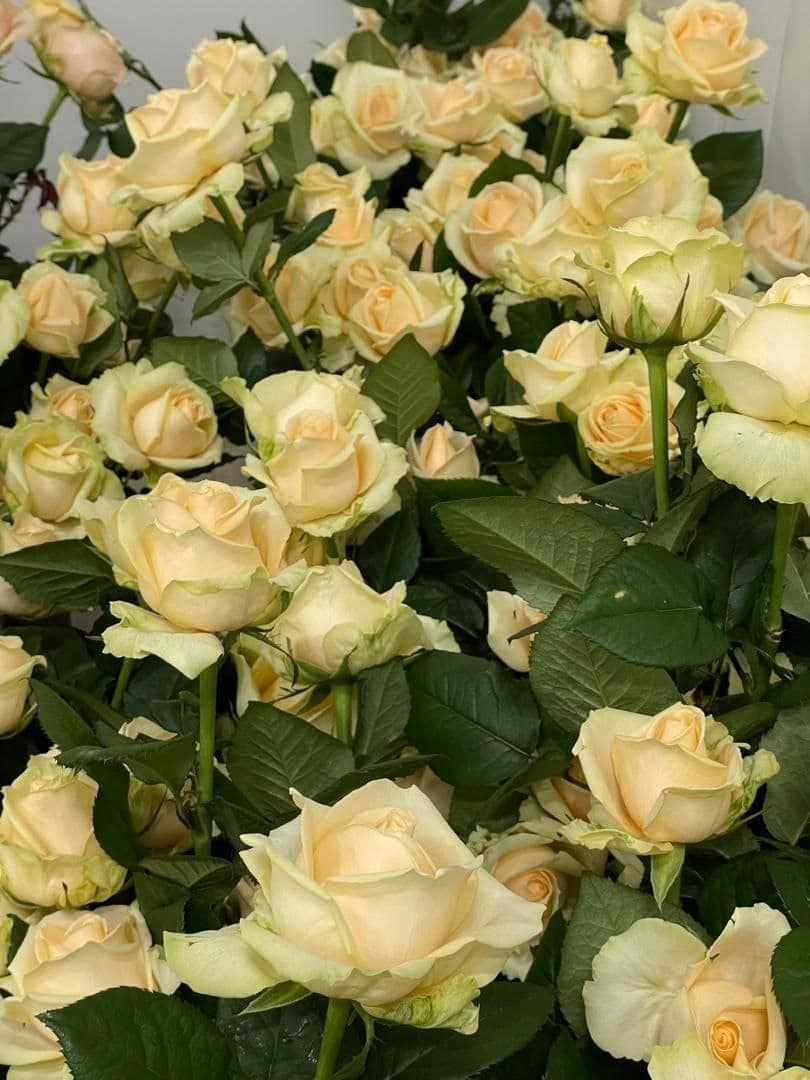 تولیدکننده و فروش گل رز هلندی شاخه بریده سینا رز در شیراز