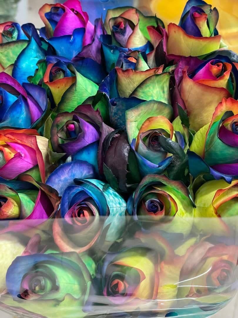تولیدکننده و فروش گل رز هلندی شاخه بریده سینا رز در شیراز