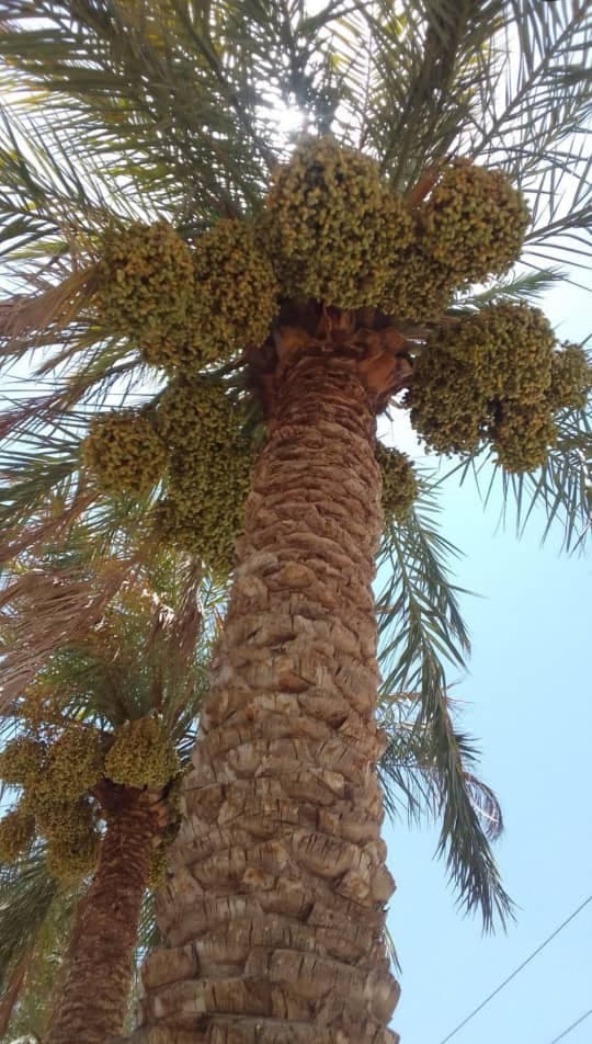 پخش و فروش عمده رطب و خارک برحی و سعمران بغلانی در اصفهان