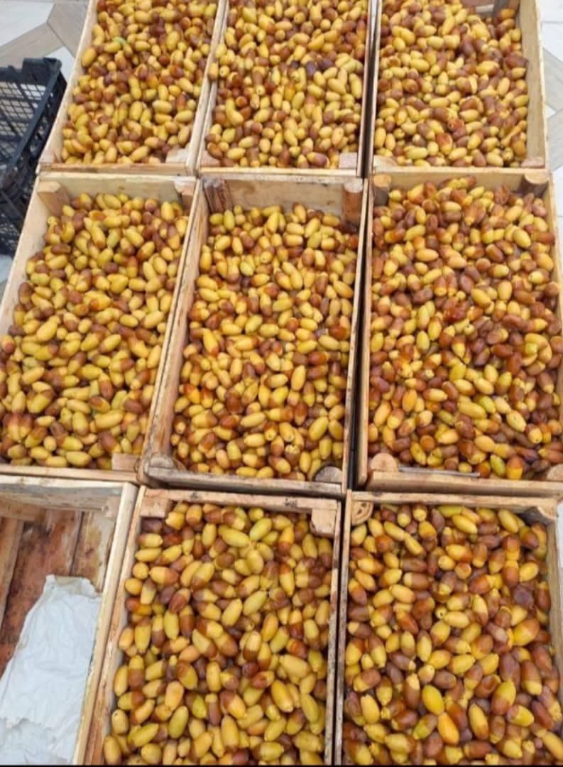 پخش و فروش عمده رطب و خارک برحی و سعمران بغلانی در اصفهان