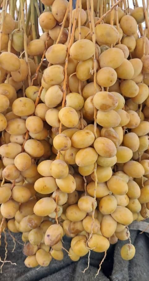 پخش و فروش عمده رطب و خارک برحی و سعمران بغلانی در اصفهان