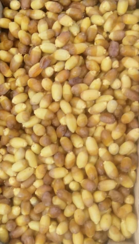 پخش و فروش عمده رطب و خارک برحی و سعمران بغلانی در اصفهان