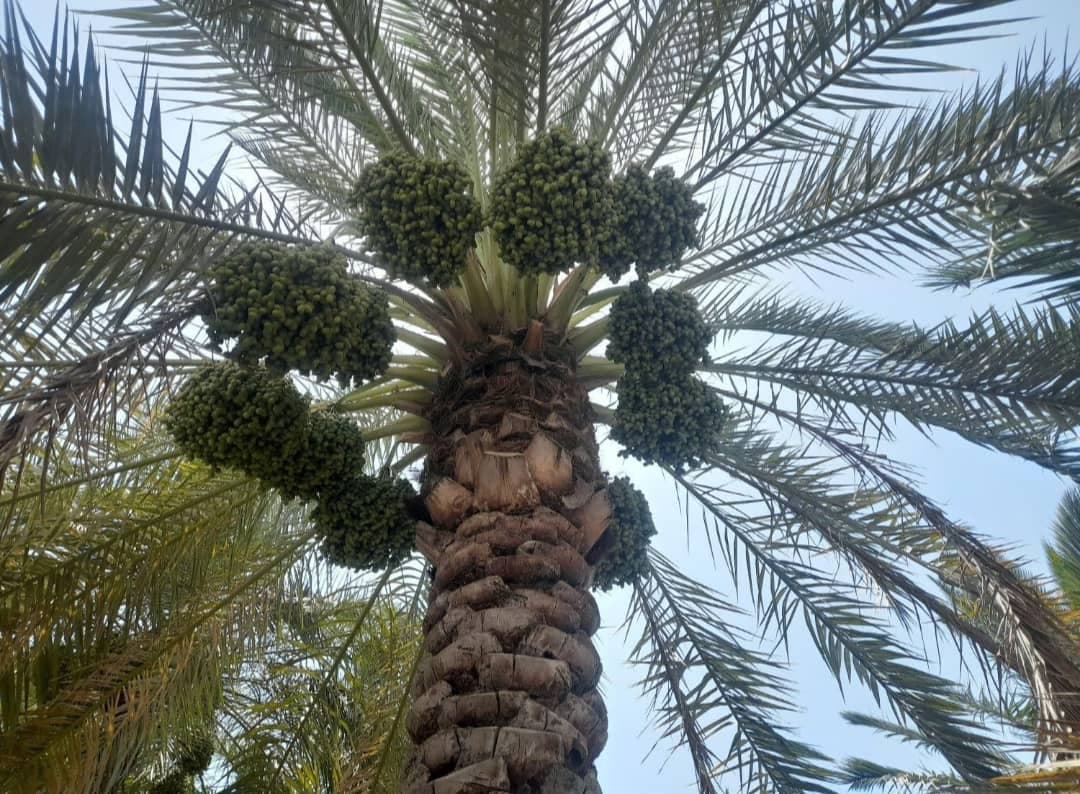 پخش و فروش عمده رطب و خارک برحی و سعمران بغلانی در اصفهان