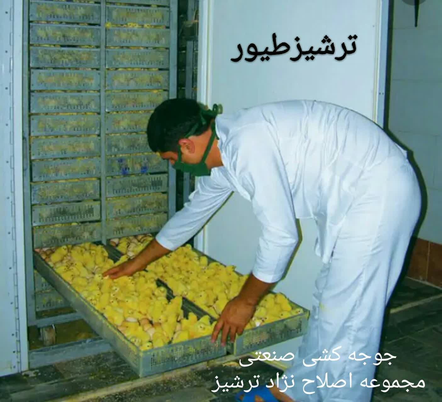 تولید و فروش جوجه گوشتی و محلی ترشیز طیور در مشهد