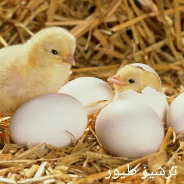 تولید و فروش جوجه گوشتی و محلی ترشیز طیور در مشهد