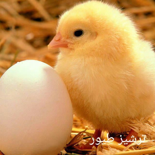 تولید و فروش جوجه گوشتی و محلی ترشیز طیور در مشهد