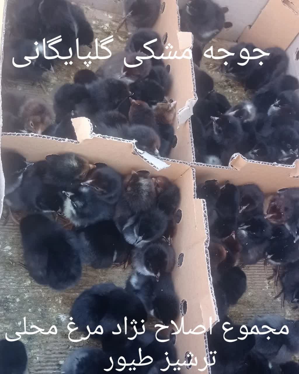 تولید و فروش جوجه گوشتی و محلی ترشیز طیور در مشهد
