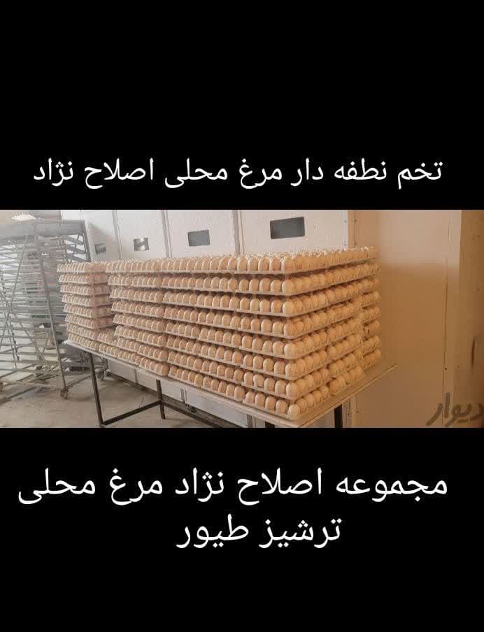 تولید و فروش جوجه گوشتی و محلی ترشیز طیور در مشهد