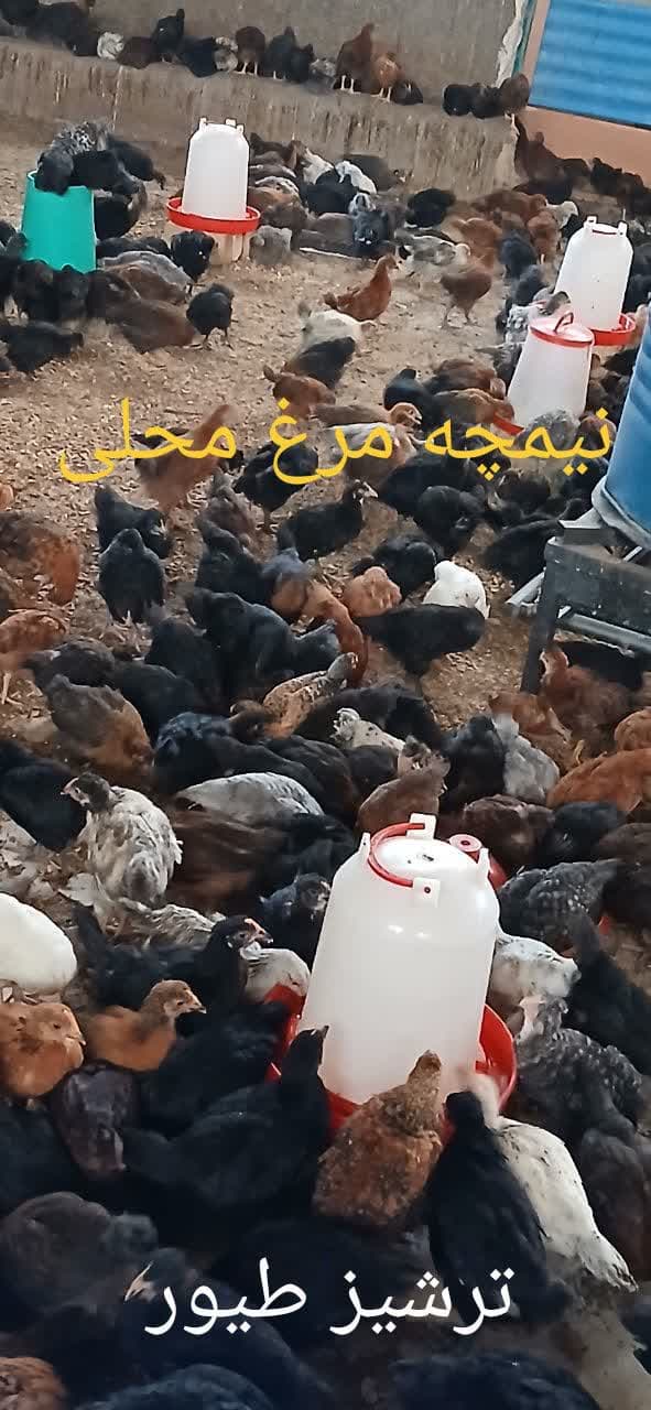 تولید و فروش جوجه گوشتی و محلی ترشیز طیور در مشهد