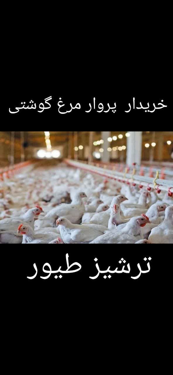 تولید و فروش جوجه گوشتی و محلی ترشیز طیور در مشهد
