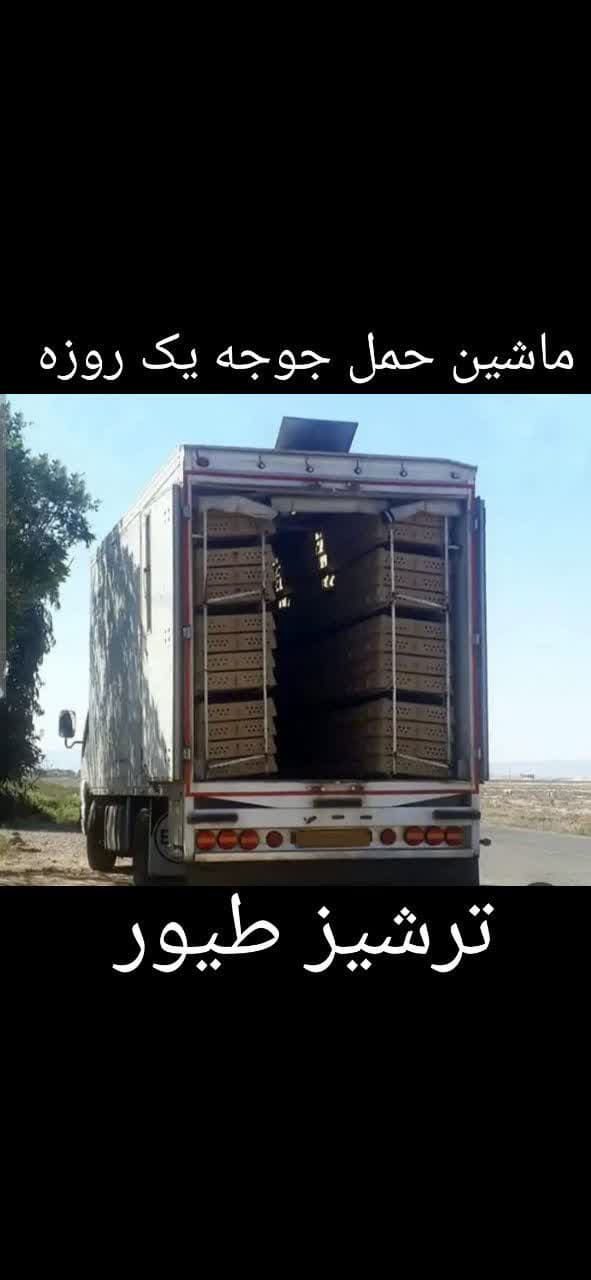 تولید و فروش جوجه گوشتی و محلی ترشیز طیور در مشهد