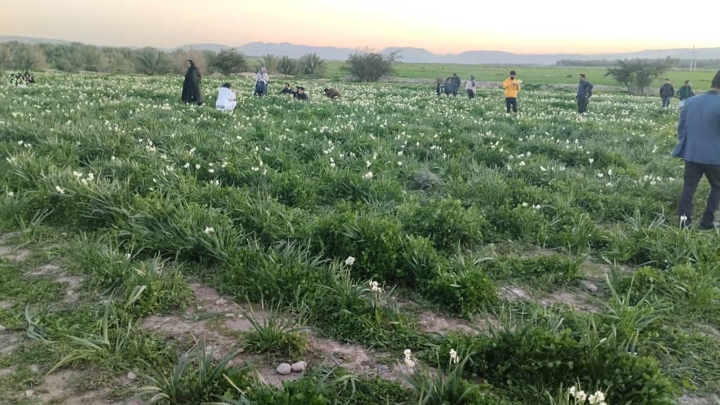 اقامتگاه گردشگری مهرسام در کازرون