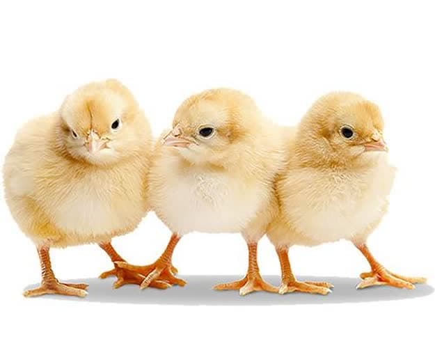 فروش جوجه یکروزه گوشتی شرکت صومعه جوجه گیلان محمدپور در صومعه سرا