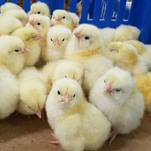فروش جوجه یکروزه گوشتی شرکت صومعه جوجه گیلان محمدپور در صومعه سرا