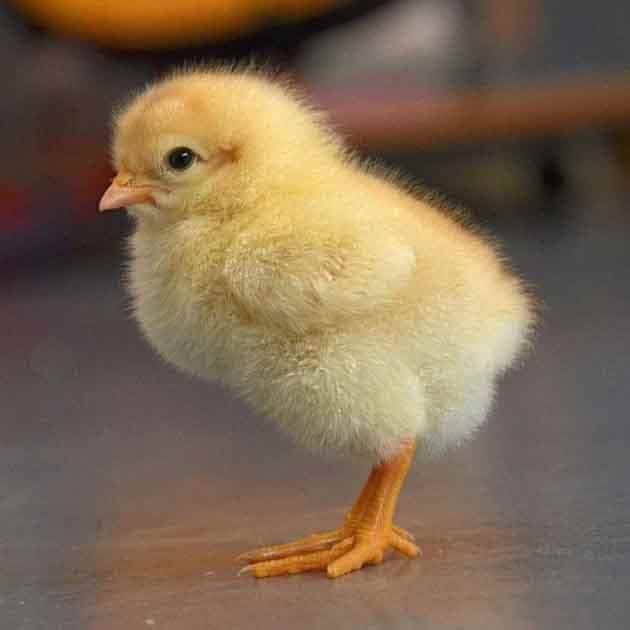 فروش جوجه یکروزه گوشتی شرکت صومعه جوجه گیلان محمدپور در صومعه سرا