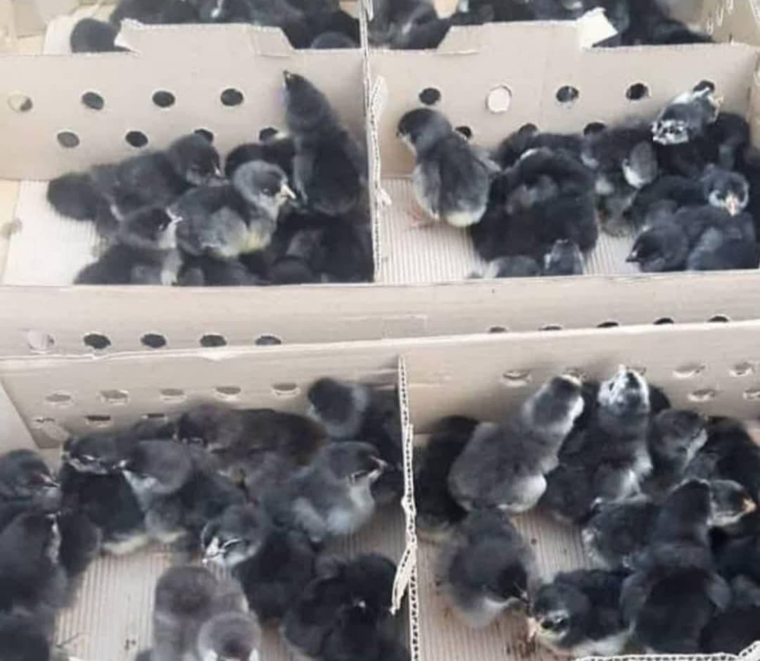 پخش و فروش اردک و جوجه محلی و گوشتی قمرپور در شیراز