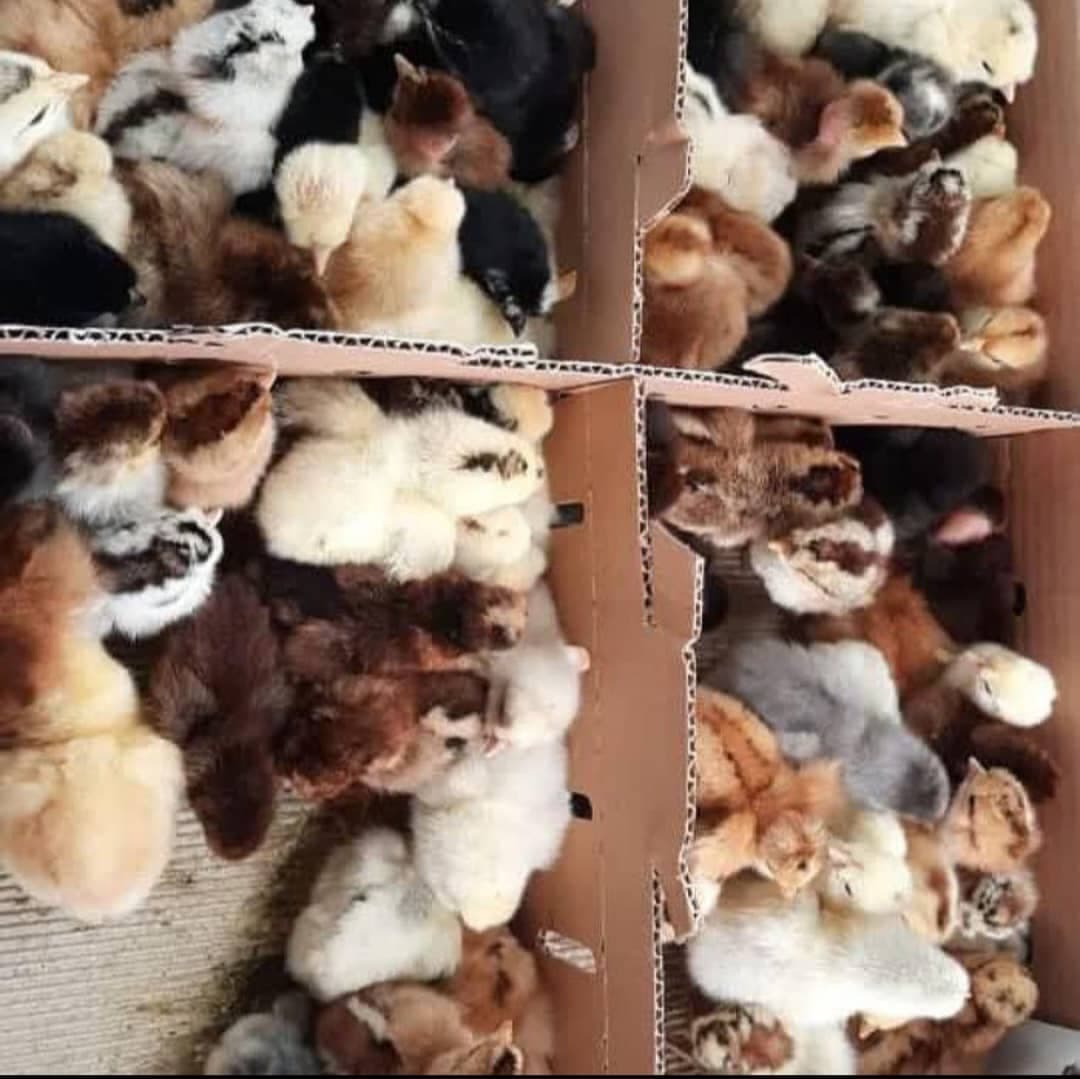 پخش و فروش اردک و جوجه محلی و گوشتی قمرپور در شیراز