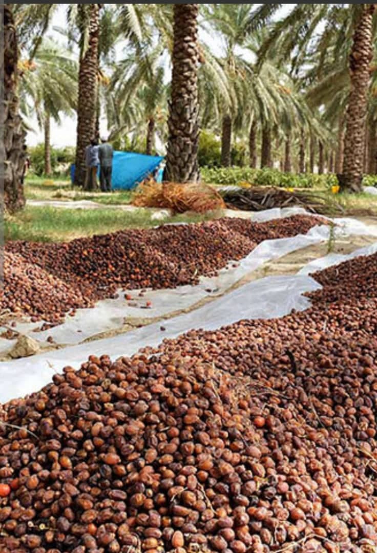 خرید و فروش ضایعات خرما بمدیریت سهرابی در رودبار جنوب