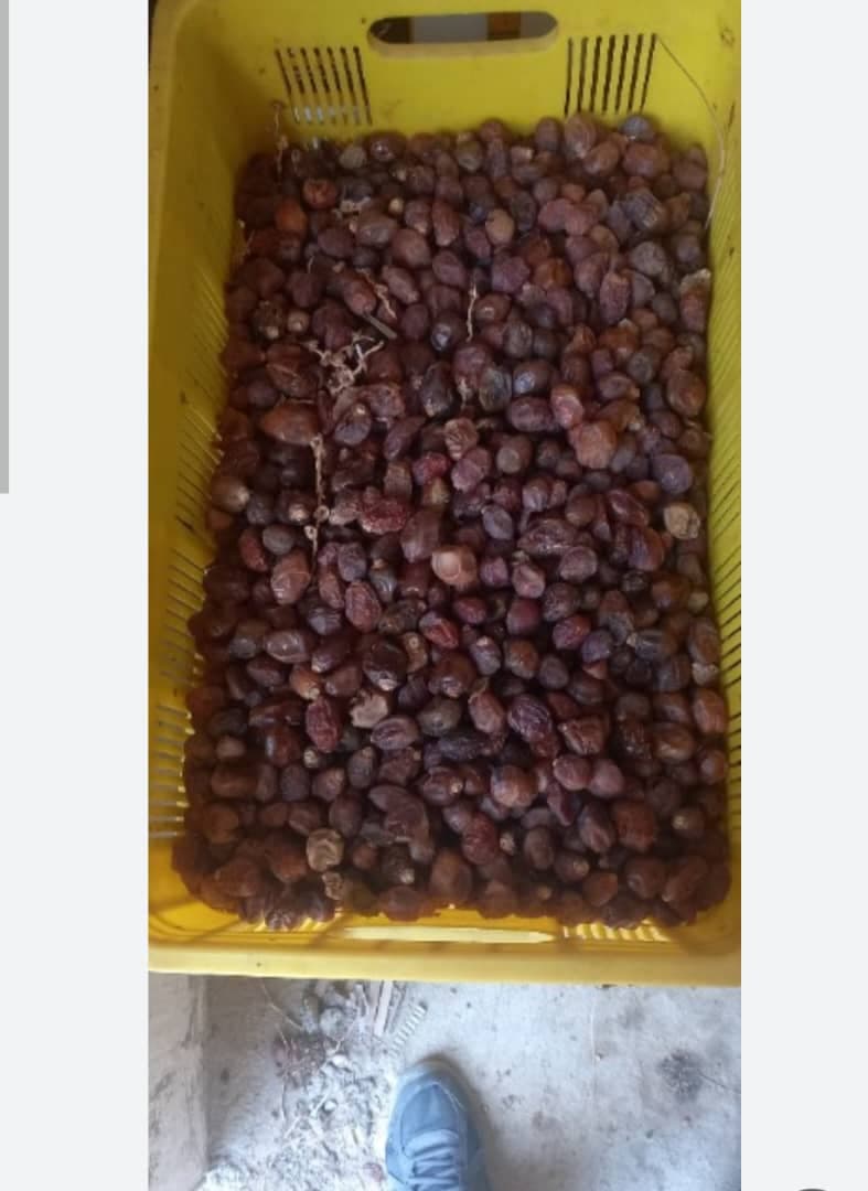 خرید و فروش ضایعات خرما بمدیریت سهرابی در رودبار جنوب