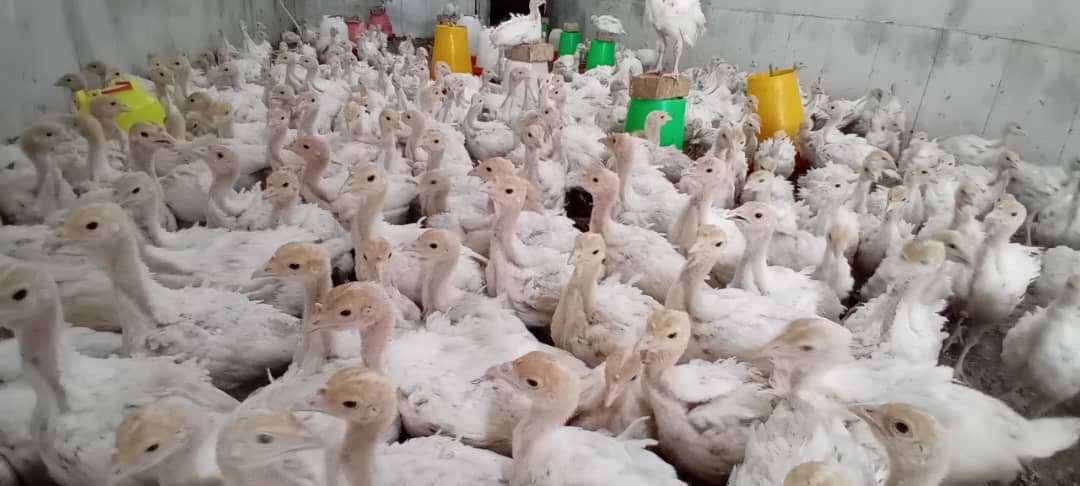 تولید و پخش جوجه گوشتی راس و بوقلمون بیوتی 6 پر طلایی در کرمان