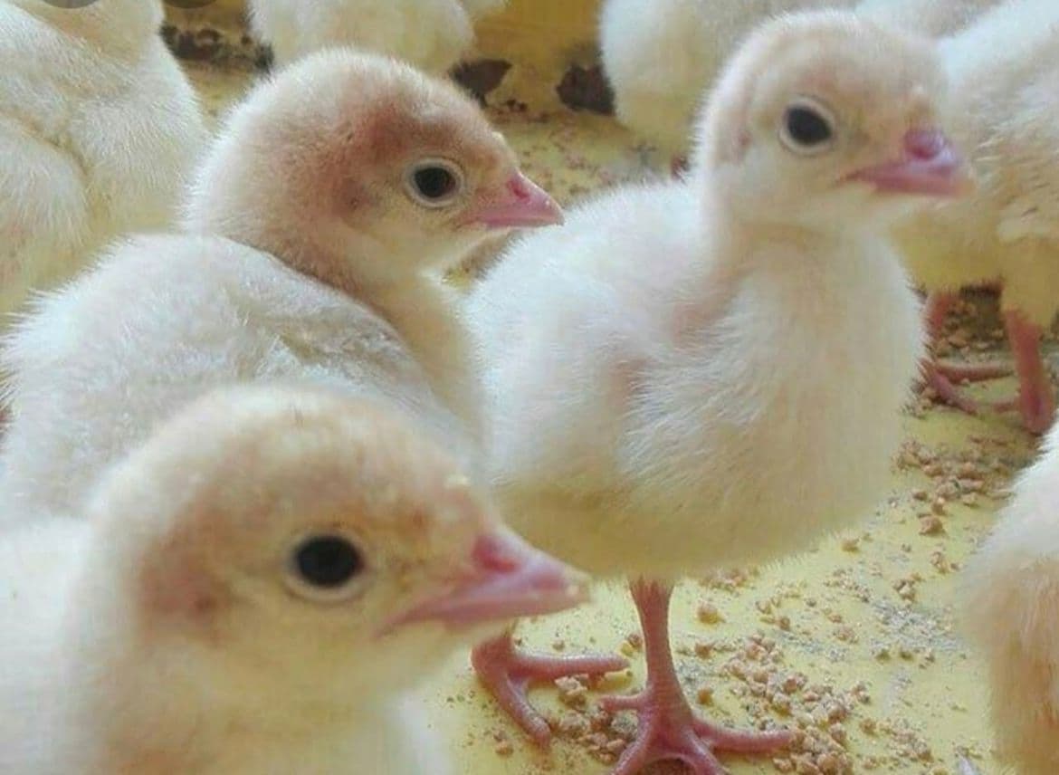 تولید و پخش جوجه گوشتی راس و بوقلمون بیوتی 6 پر طلایی در کرمان