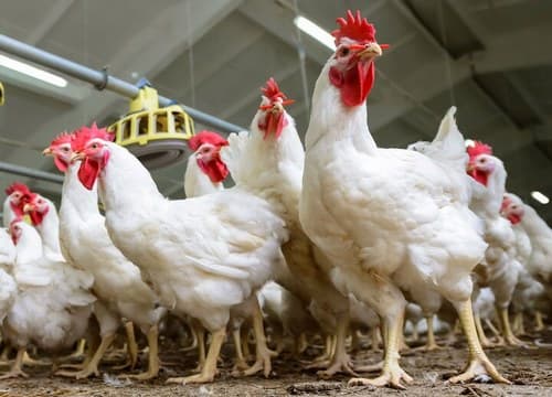 فروش ماهی و مرغ گوشتی زنده جهانبازی در تنگاری یاسوج