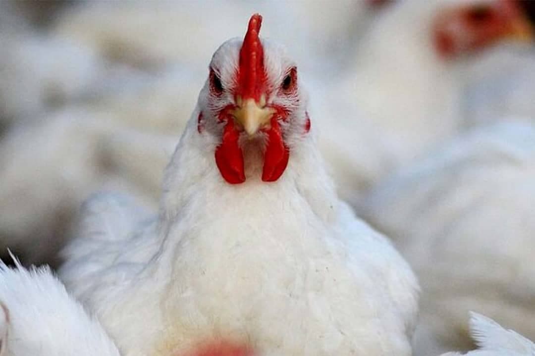 فروش ماهی و مرغ گوشتی زنده جهانبازی در تنگاری یاسوج