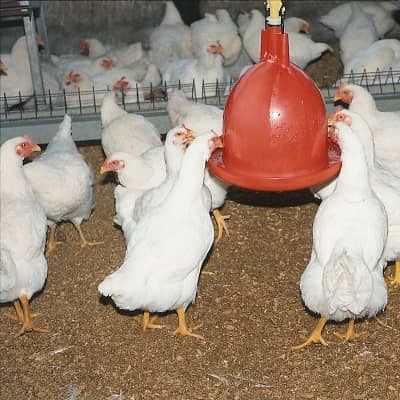 فروش ماهی و مرغ گوشتی زنده جهانبازی در تنگاری یاسوج