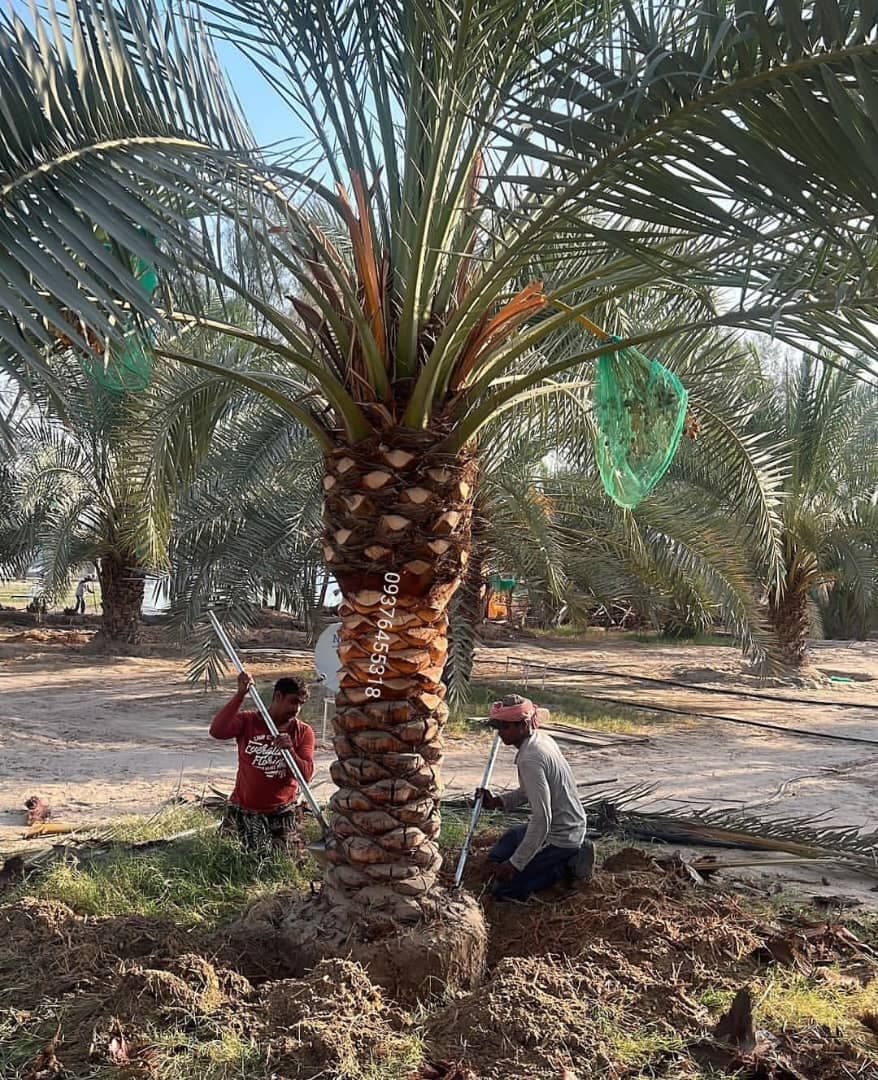فروش نخل خرما ماهر نواصری اهواز