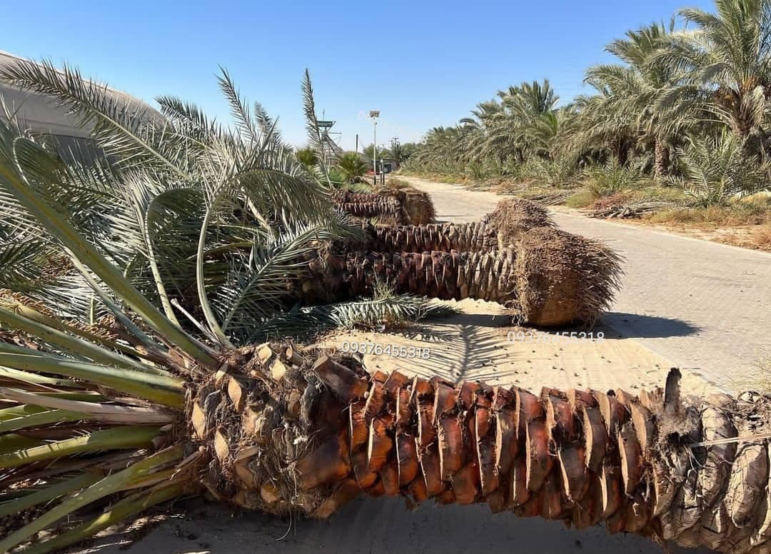 فروش نخل خرما ماهر نواصری اهواز
