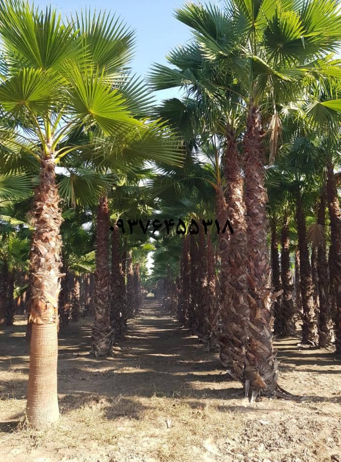 فروش نخل خرما ماهر نواصری اهواز