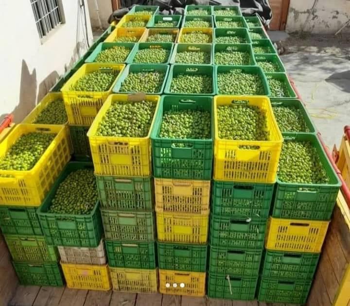 فروش عمده زیتون و ترشیجات خانه ی زیتون عارفی در رودبار