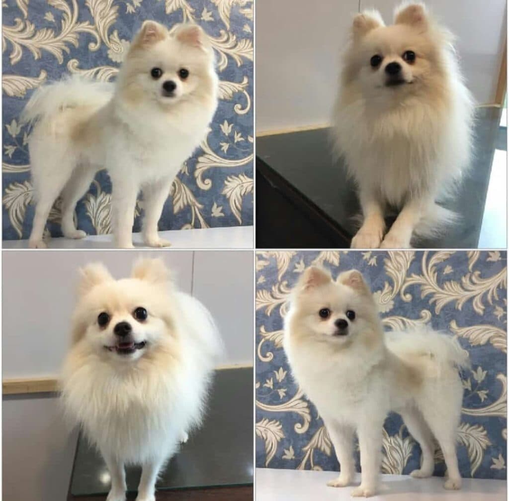 آرایشگاه حیوانات نیکو گرومینگ در تهران