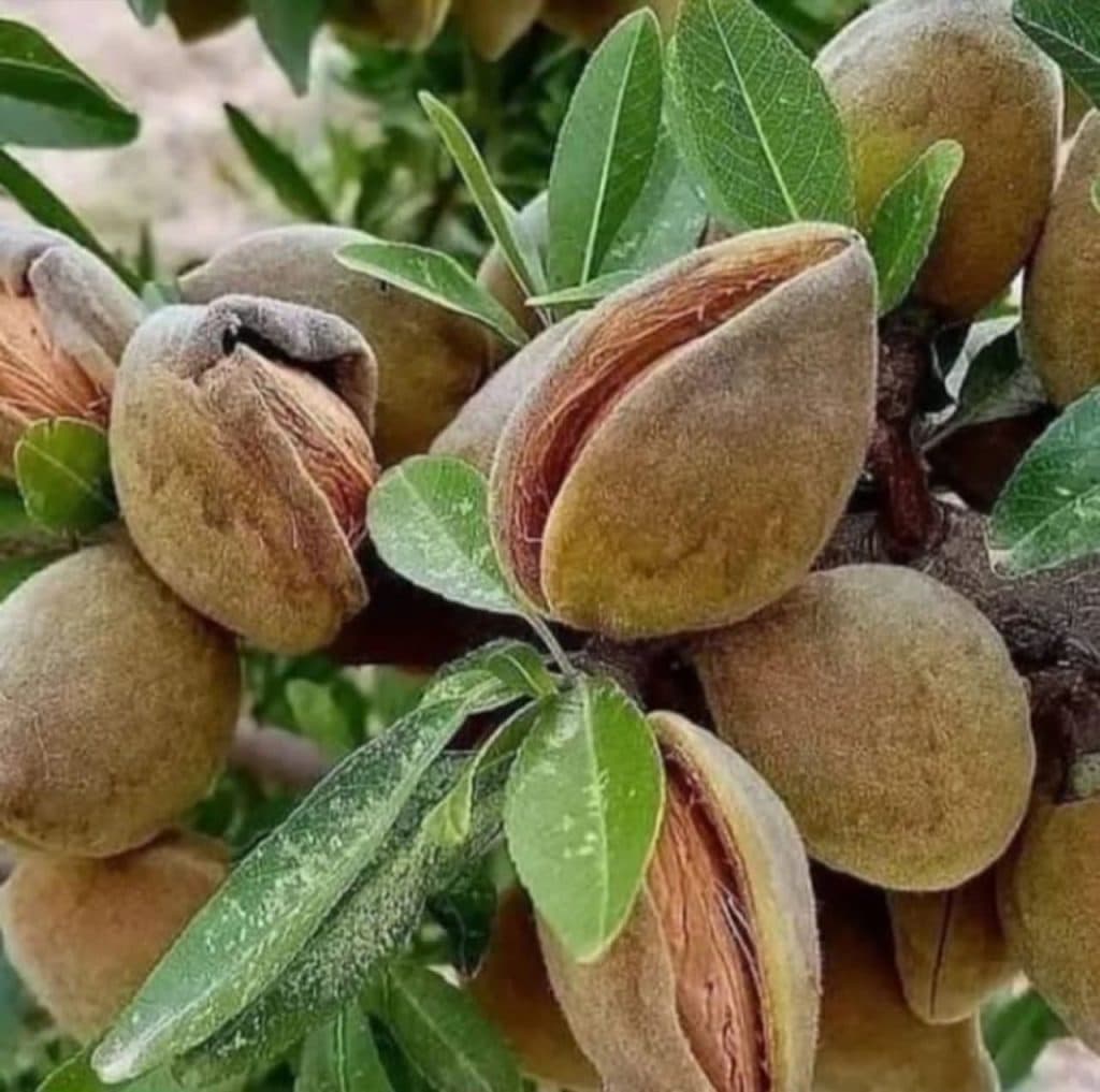 تولید و فروش نهال های پیوندی و غیر پیوندی نهالستان تک در میاندوآب آذربایجان غربی