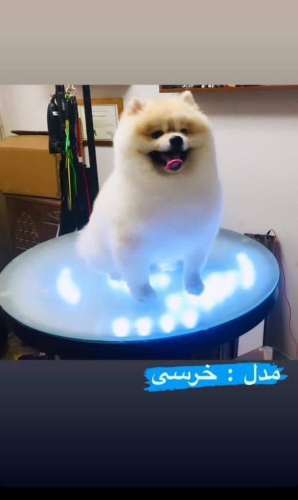 مرکز تخصصی آرایش سگ و گربه مهر در قزوین