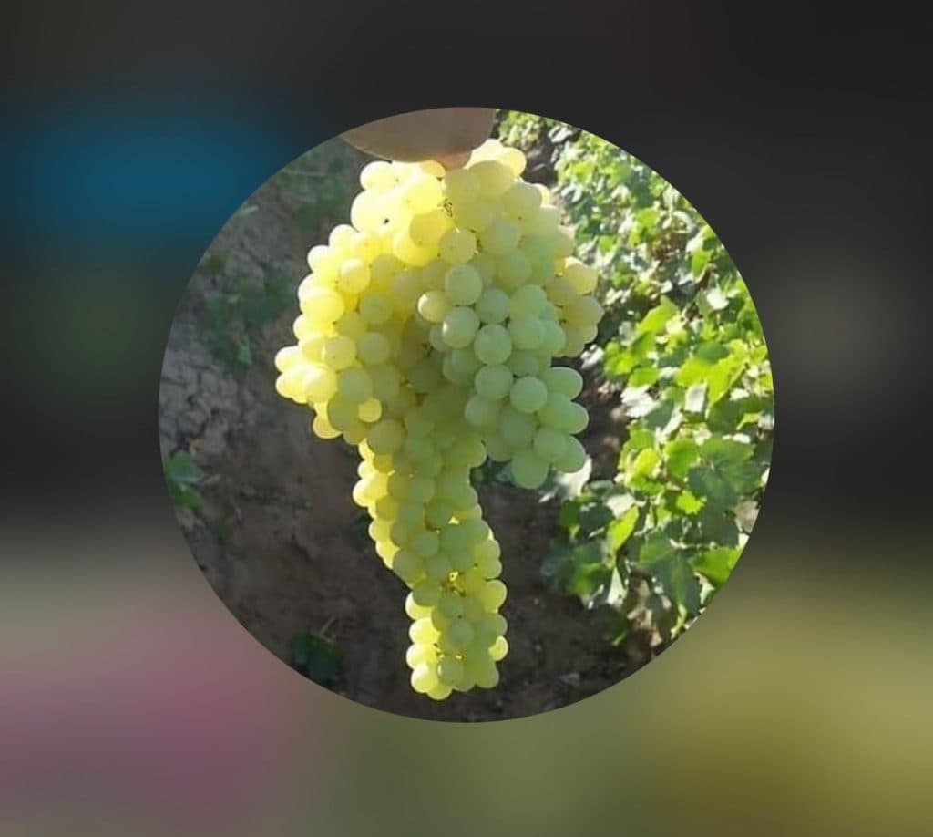 تولید و فروش نهال های پیوندی و غیر پیوندی نهالستان تک در میاندوآب آذربایجان غربی