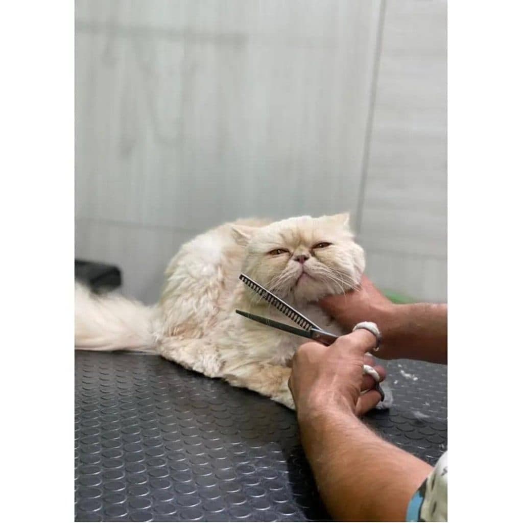 آرایشگر حیوانات خانگی پوریا گرومر در تهران