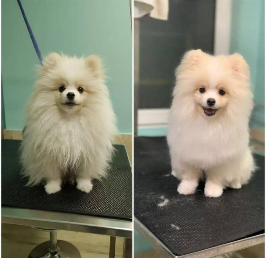 آرایشگاه حیوانات وحید پت گرومر در مشهد