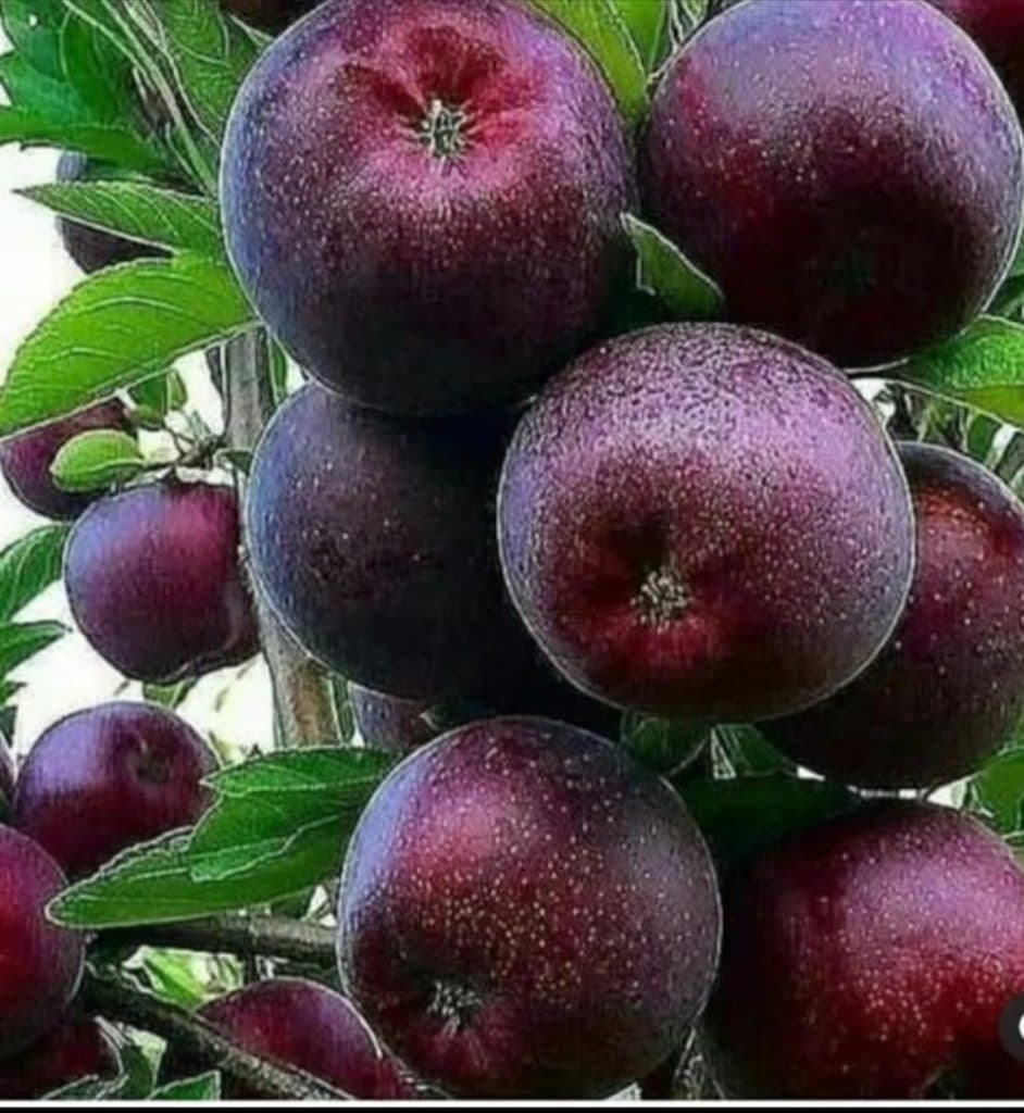 تولید و فروش نهال های پیوندی و غیر پیوندی نهالستان تک در میاندوآب آذربایجان غربی