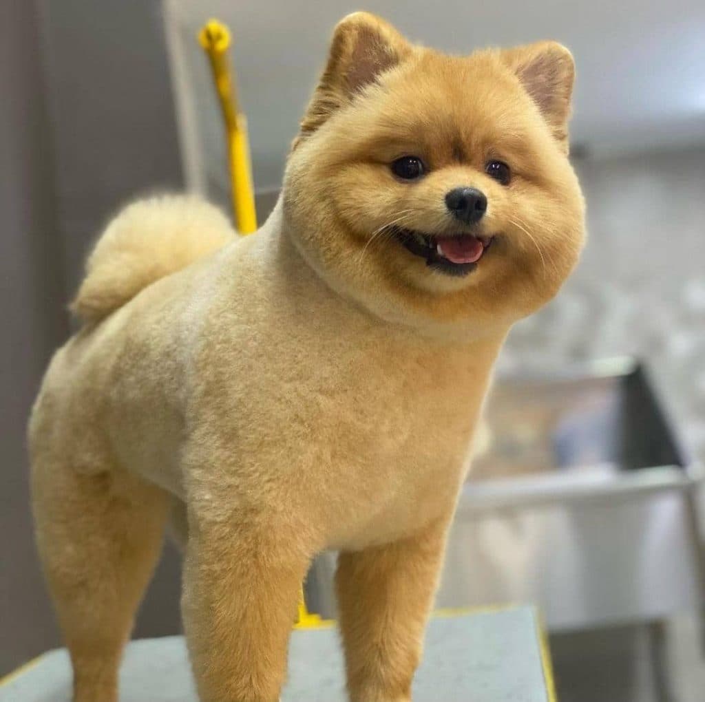 آرایشگاه حیوانات خانگی عمو بهنام در تهران