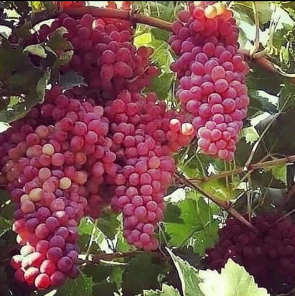 تولید و فروش نهال های پیوندی و غیر پیوندی نهالستان تک در میاندوآب آذربایجان غربی