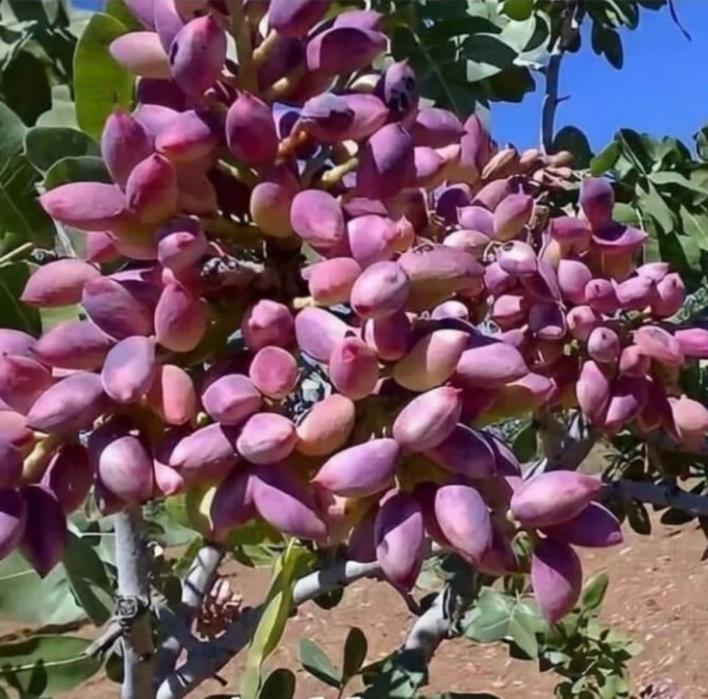 تولید و فروش نهال های پیوندی و غیر پیوندی نهالستان تک در میاندوآب آذربایجان غربی