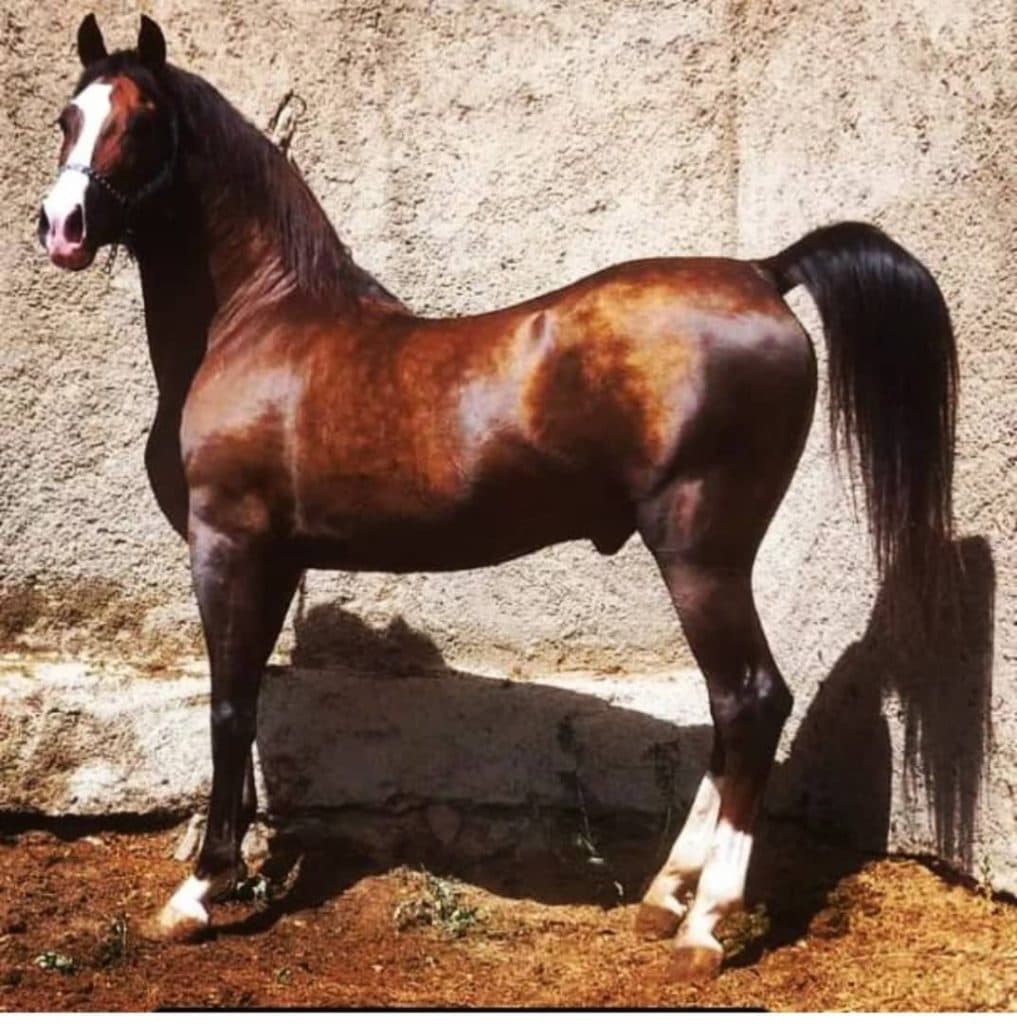 پرورش اسب دره شوری سیلمی دنا در اصفهان